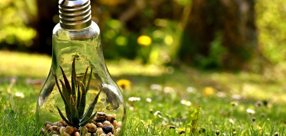 Light bulb with plant lying on lawn