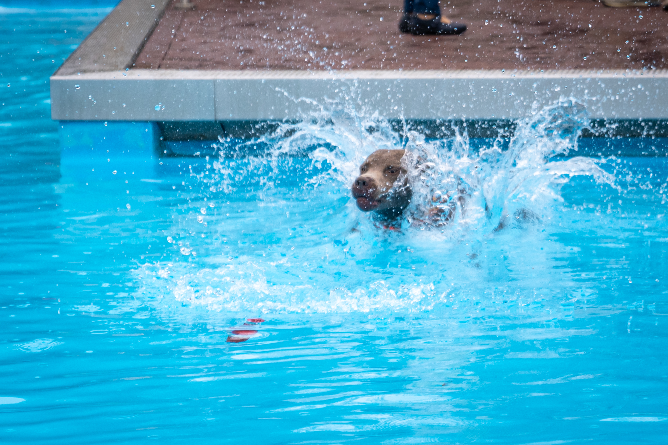 Hundeschwimmen im Freibad