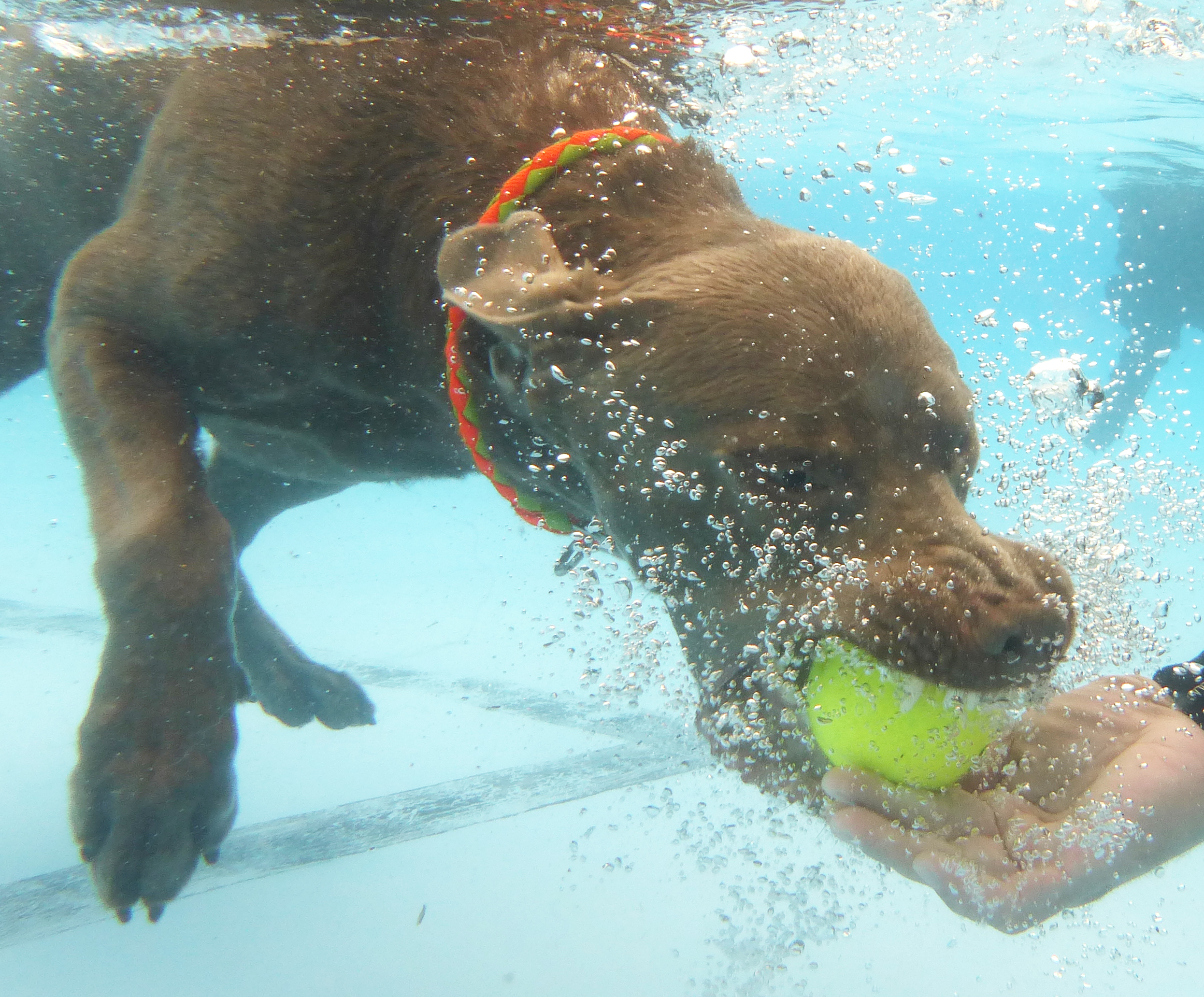Hundeschwimmen im Freibad